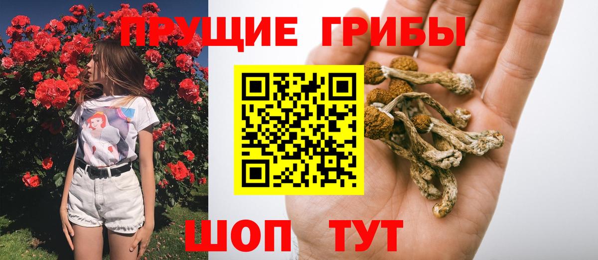 Щёлково  Псилоцибиновые грибы Psilocybine cubensis  Вход с VPN 
